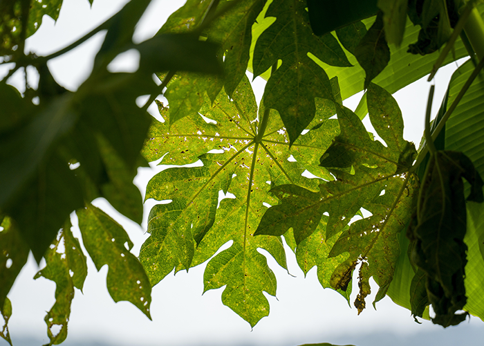 ArboretumLos árboles y arbustos son uno de los fenómenos más sorprendente de la naturaleza, por su inmensa variedad y sus características que los hacen únicos. ¿Sabías que cada tipo de árbol ha evolucionado de forma singular, que son especies únicas, pero al mismo tiempo forman una comunicación estrecha con otros tipos? Estos y otros datos sorprendentes te esperan en nuestro Arboretum.