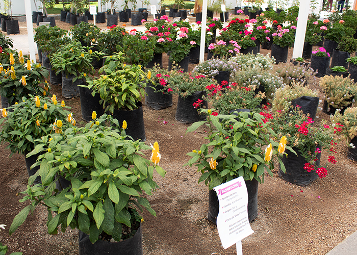 InvernaderosAmarás el invernadero de Floricultura tanto como nosotros. Aprende sobre la importancia que tienen para la biodiversidad del planeta, cómo cuidar una en casa, qué especies son ideales para el hogar, qué cuidados necesitan y mucho más. En nuestro invernadero de Hortalizas conocerás el mundo de las plantas de cultivo, su tradición milenaria, cómo hacer un pequeño huerto en casa y la enorme importancia que tienen para nuestra alimentación.