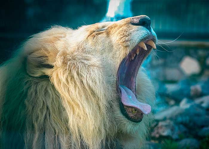 FelinosPocas cosas son tan sorprendentes en el mundo animal como los grandes felinos. Disfruta de su belleza y su imponente fuerza, en nuestro espacio acondicionado para que puedas conocer más de estos hermosos animales.