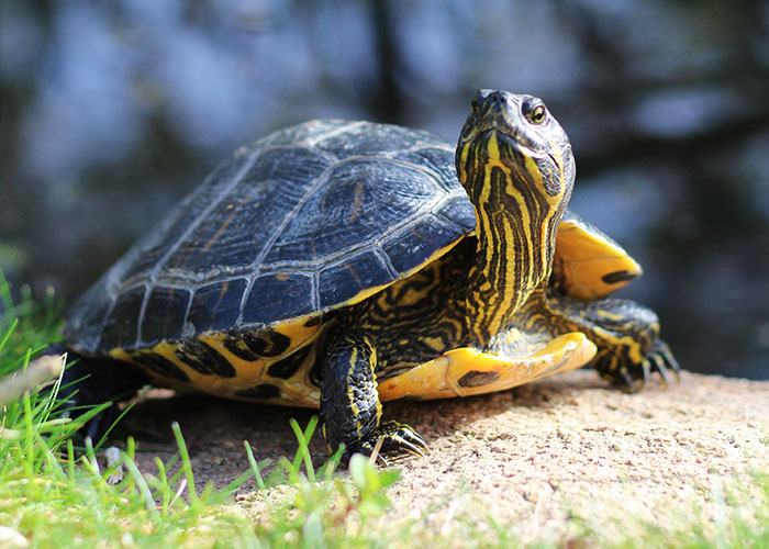 TortugarioEn nuestro tortugario podrás ver especies de más de 40 años. Las tortugas son especies muy longevas, algunas ya son abuelitas de otras más pequeñas.