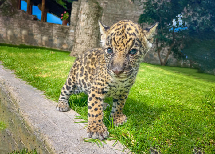 Jaguar Xareni en Mundo Granjero y Zoologico