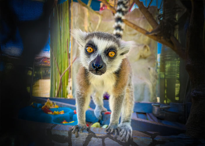 Lemur en Mundo Granjero