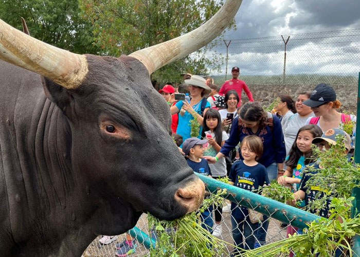 Watusi interactuando por personas